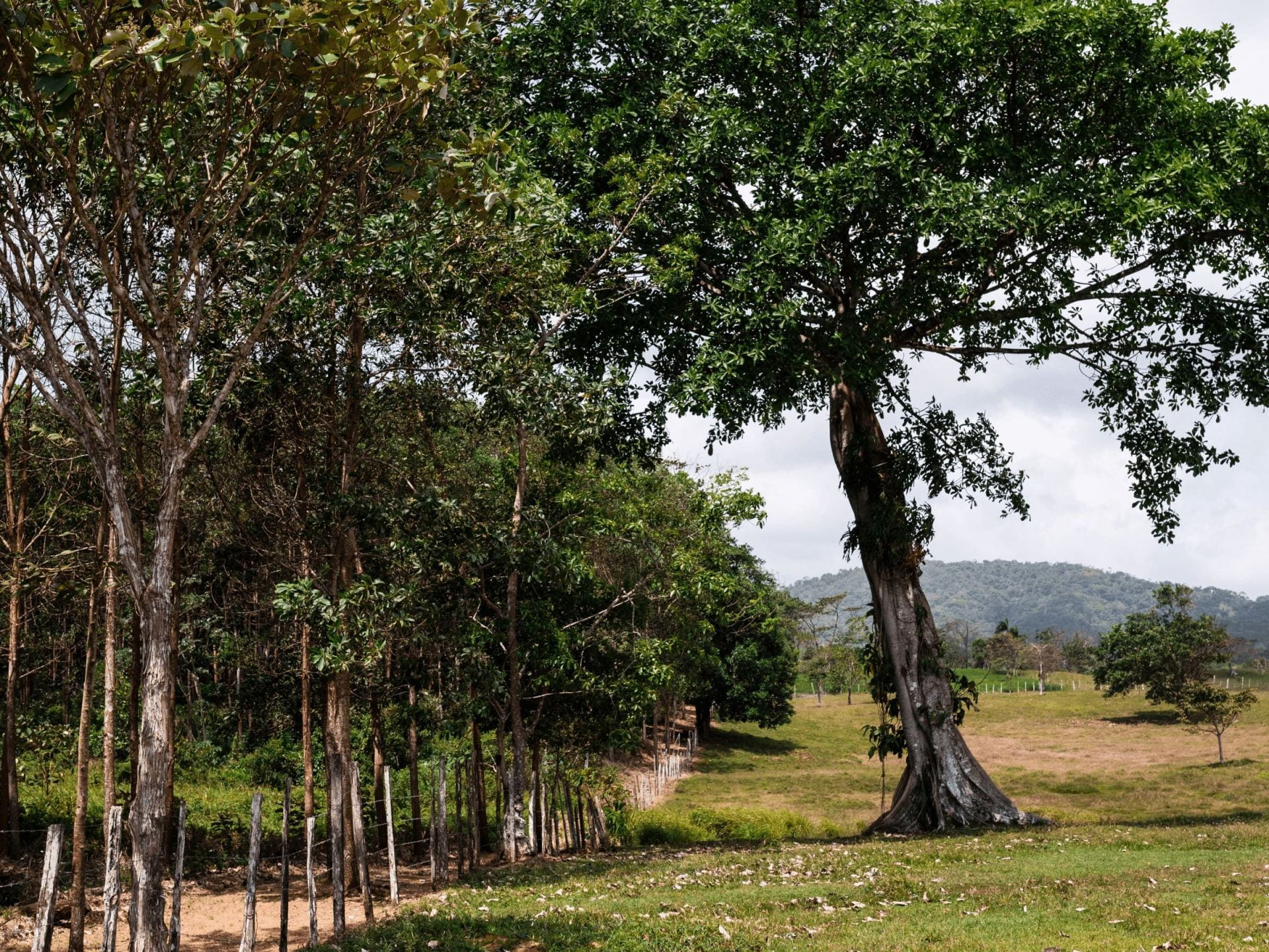 Deforestation aggravates two Latin American bug-borne diseases